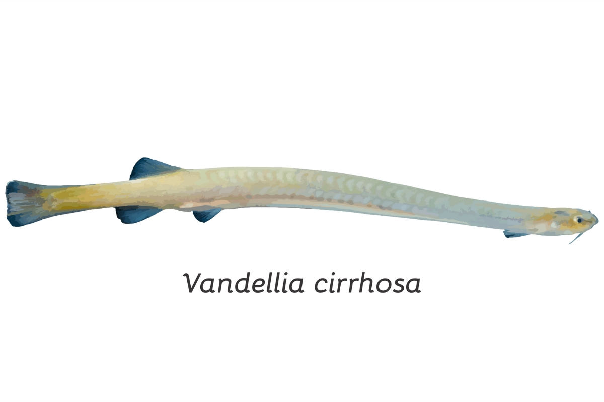 Candiru