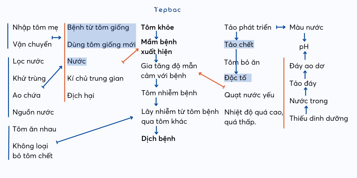 Tăng cường sức khỏe tôm