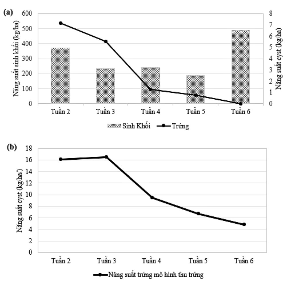 Biến động năng suất sinh khối và cyst 