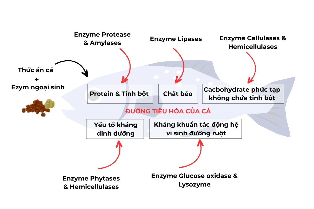 Cơ cấu hoạt động enzyme