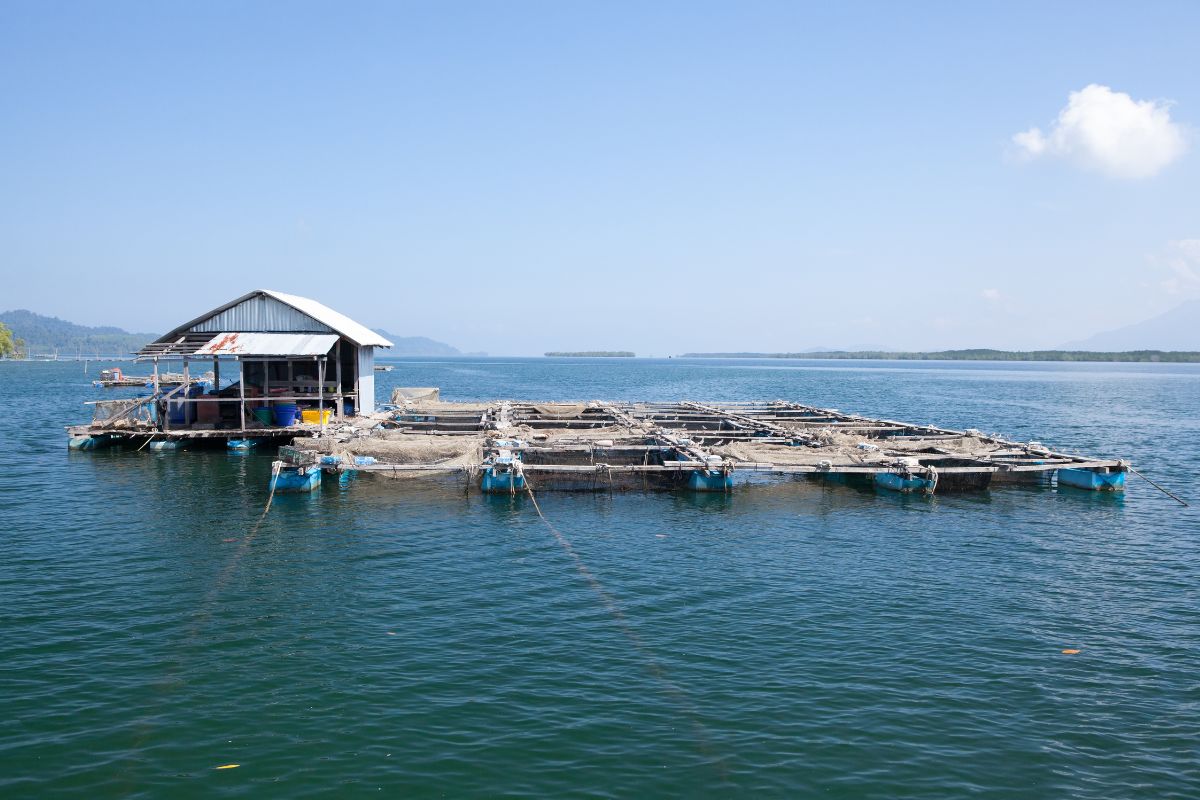 Lồng bè nuôi