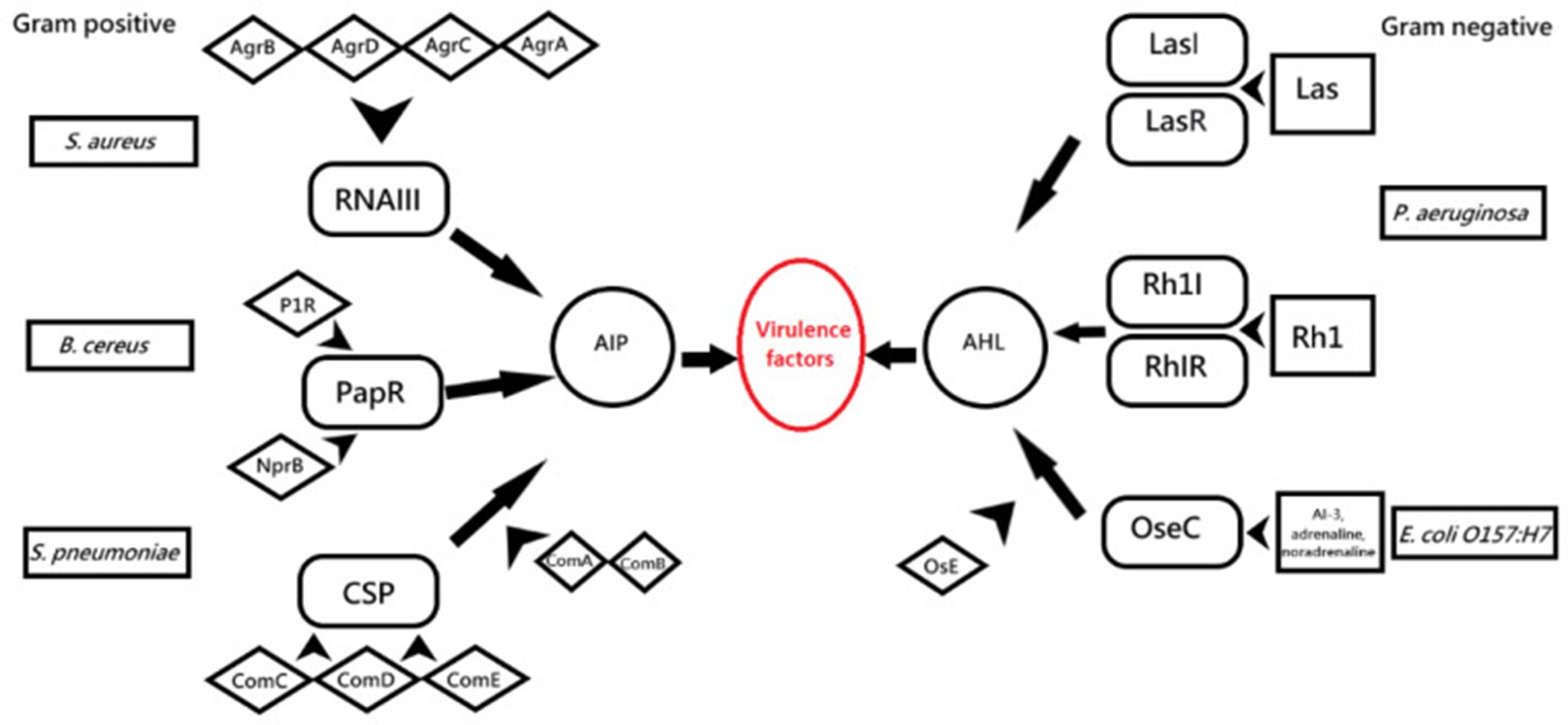 Quorum sensing 