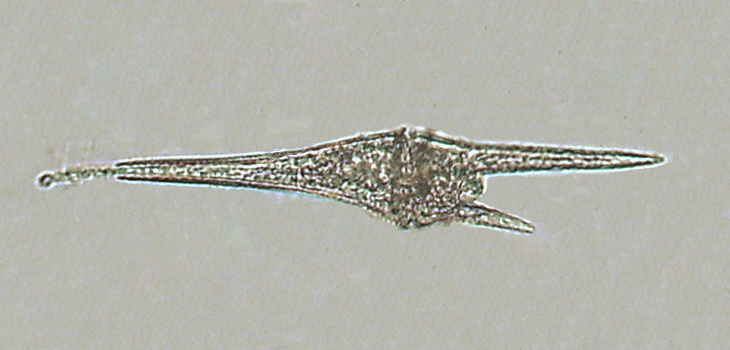 Dinoflagellate