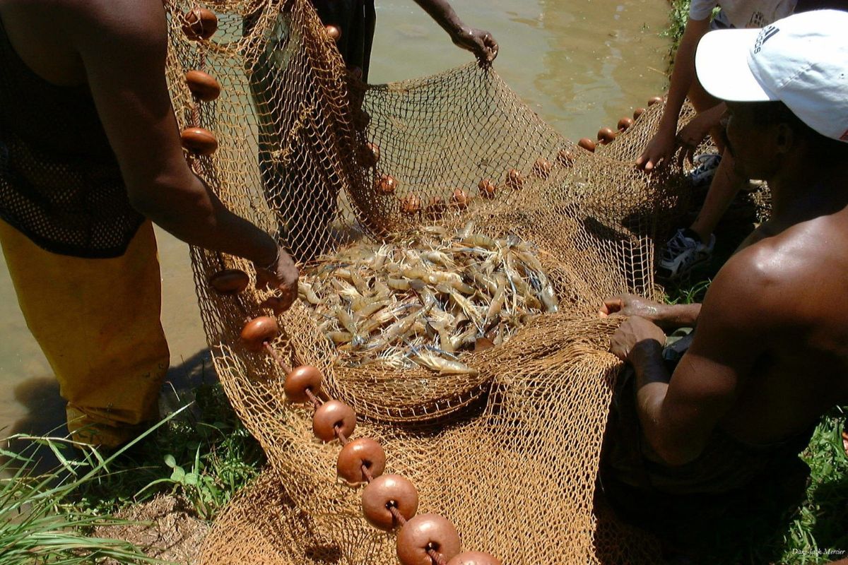 Thu hoạch tôm