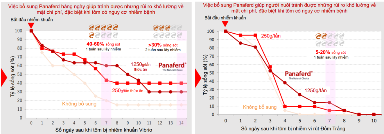 Tôm nhiễm bệnh