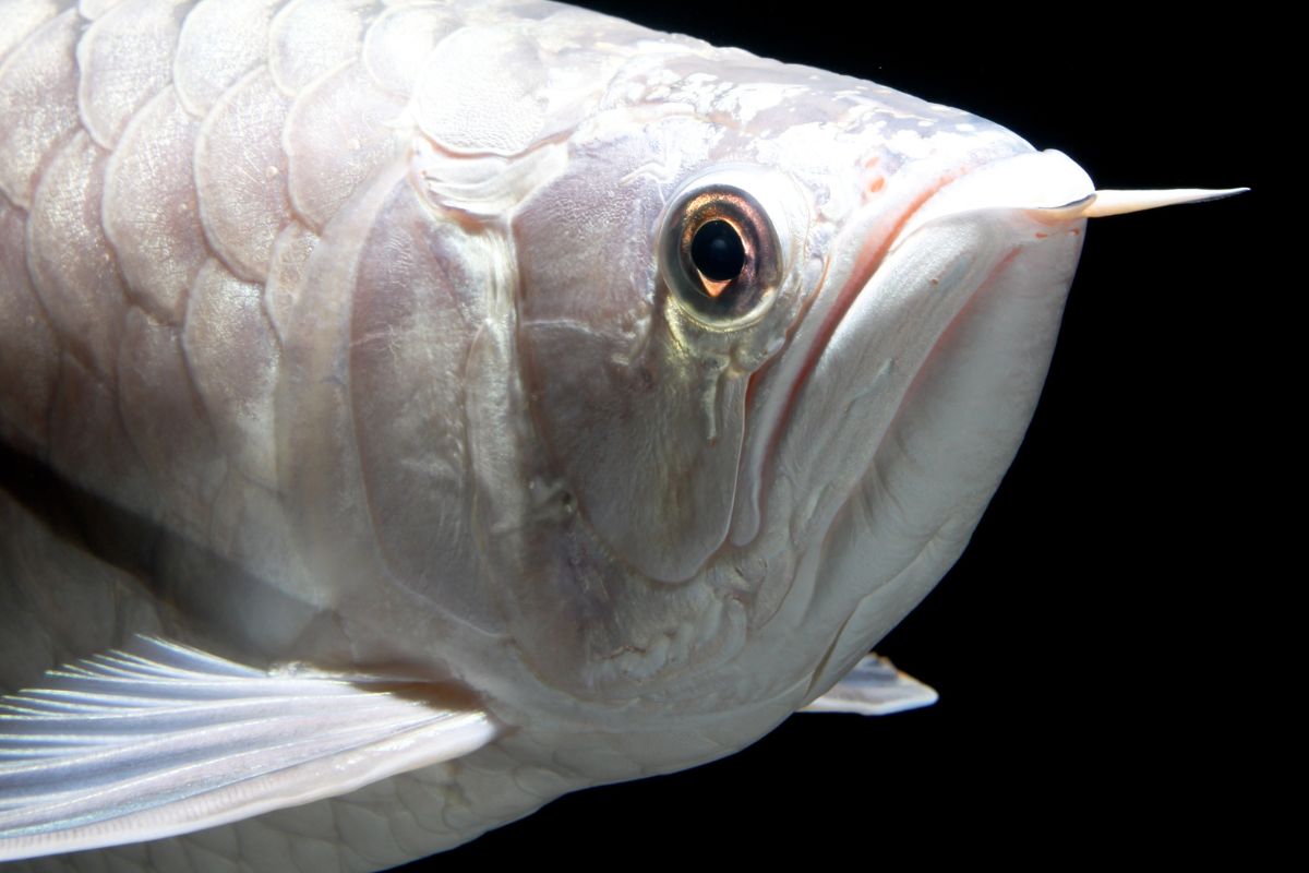 Loài cá cảnh đắt nhất thế giới gần 10 tỷ một con - QuanTriMang.com