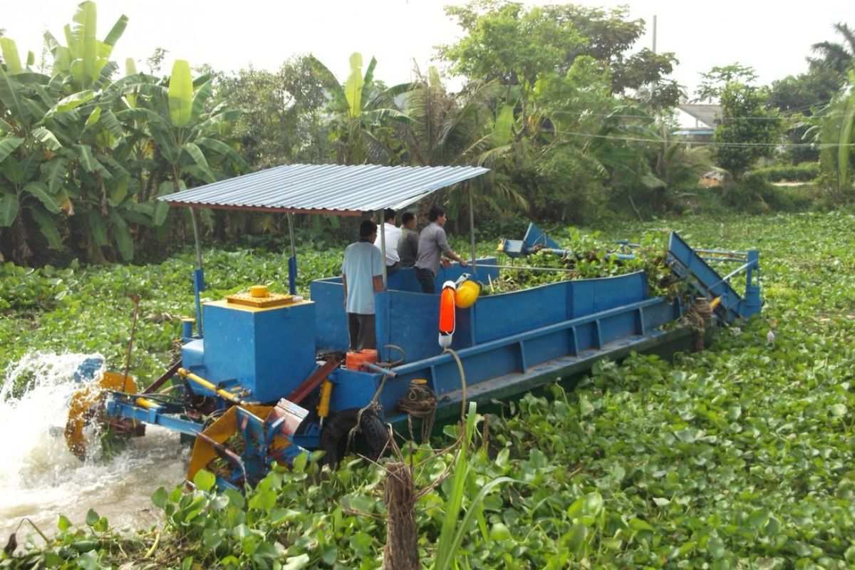 Cây lục bình