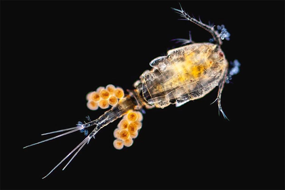 Copepoda