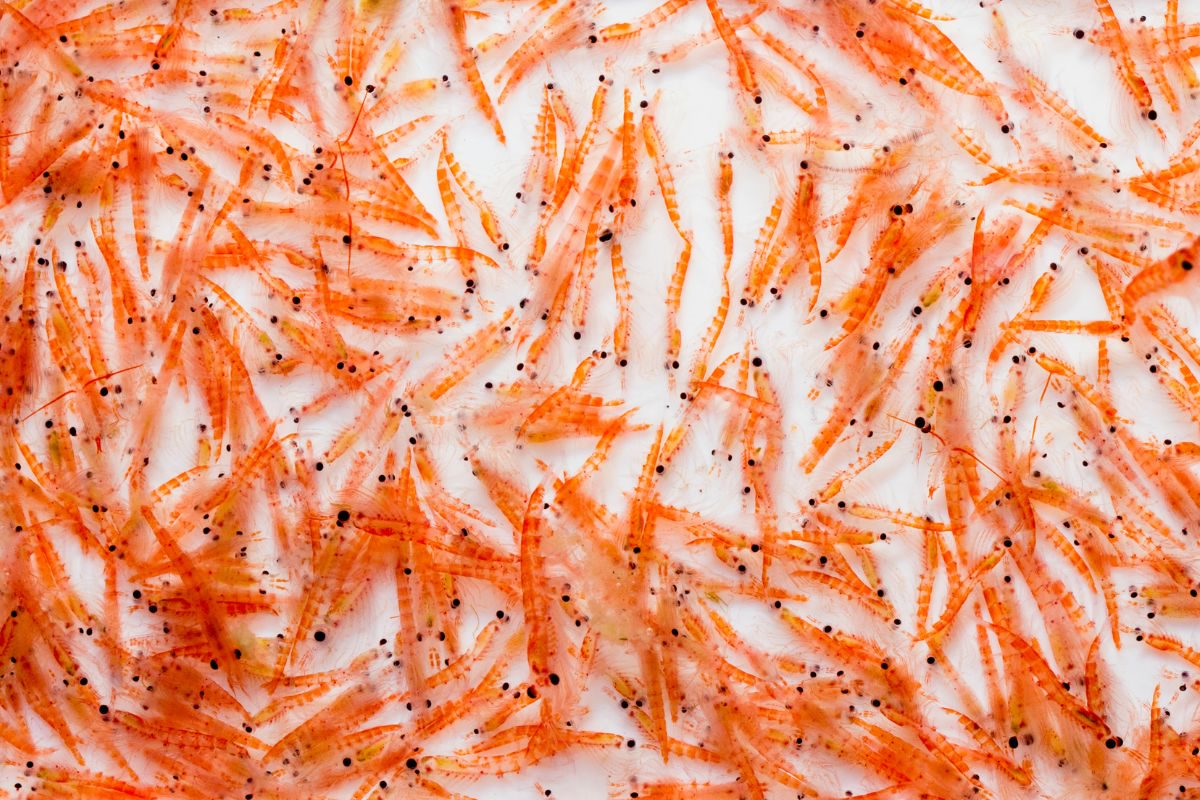 Krill