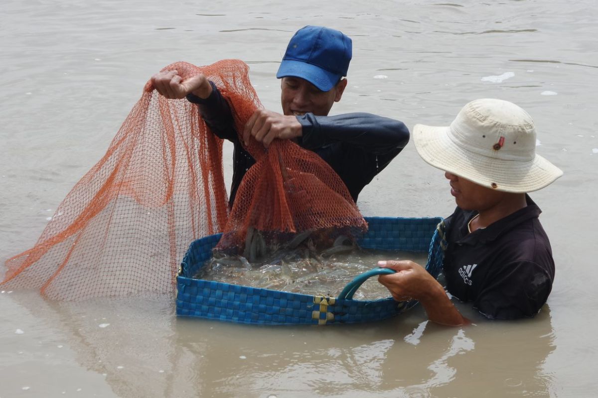 Thu hoạch tôm