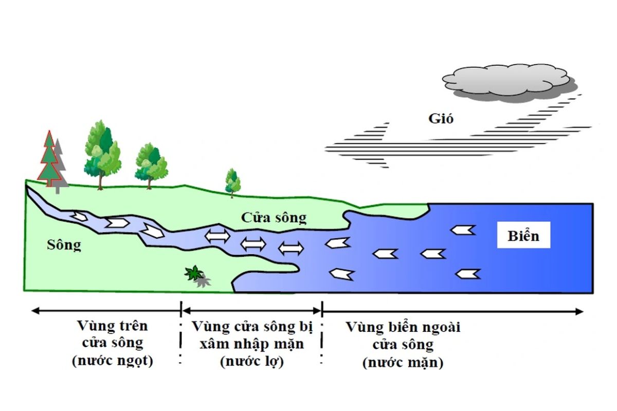 Yếu tố ảnh hưởng xâm nhập mặn