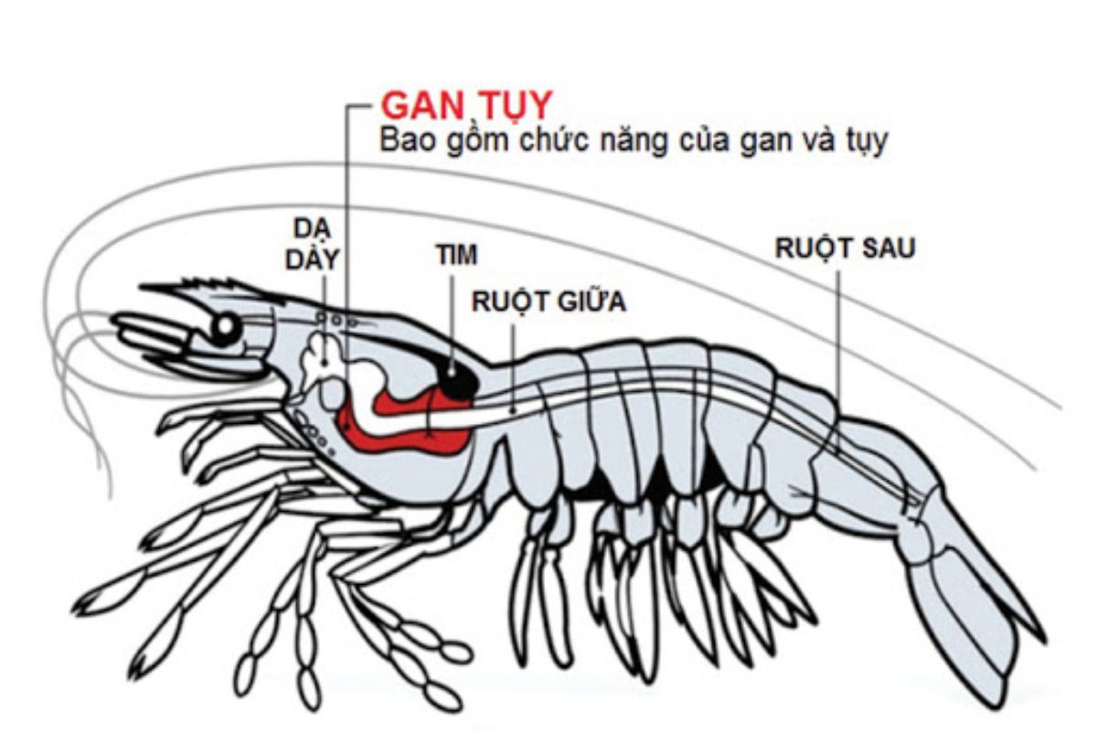 Cấu tạo tôm