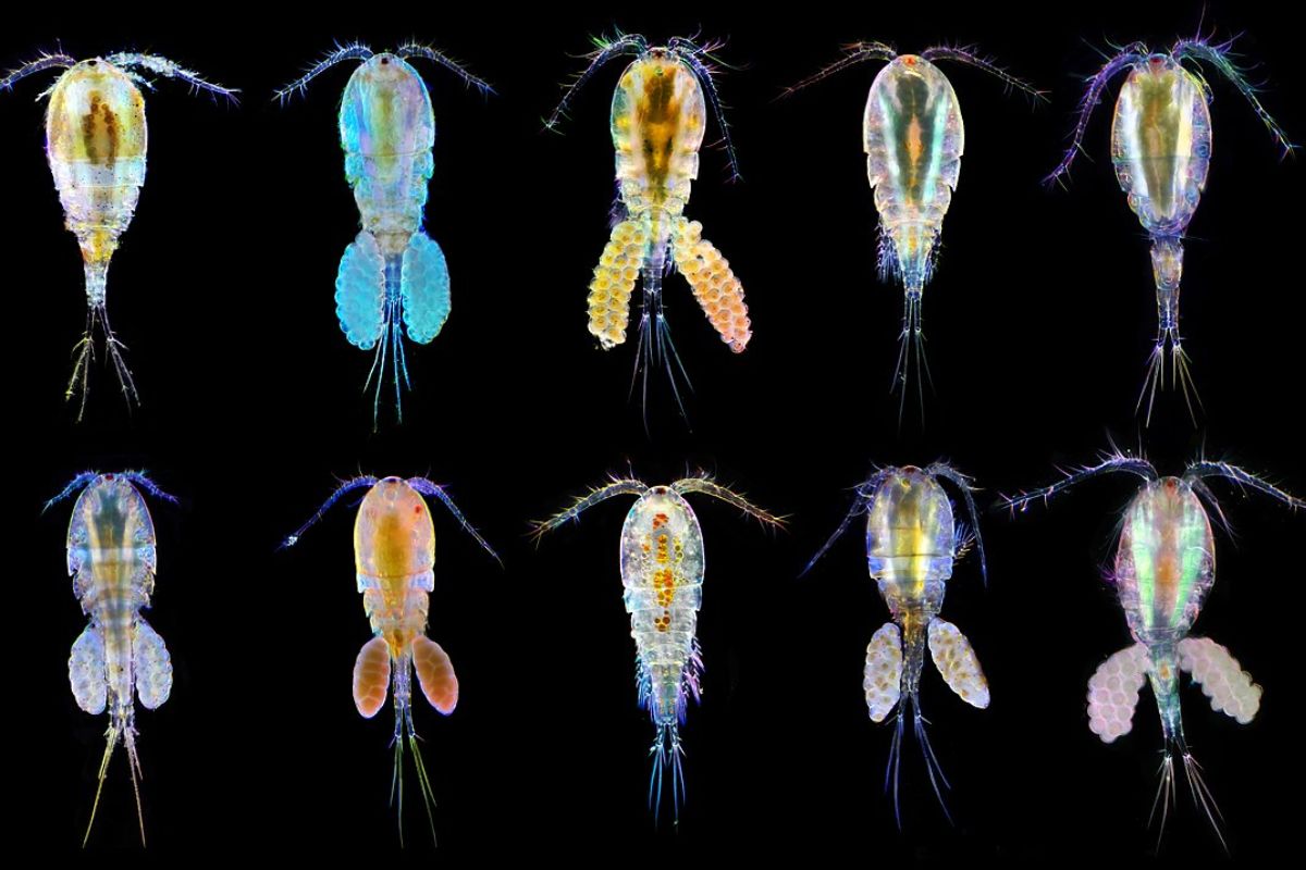 Copepoda