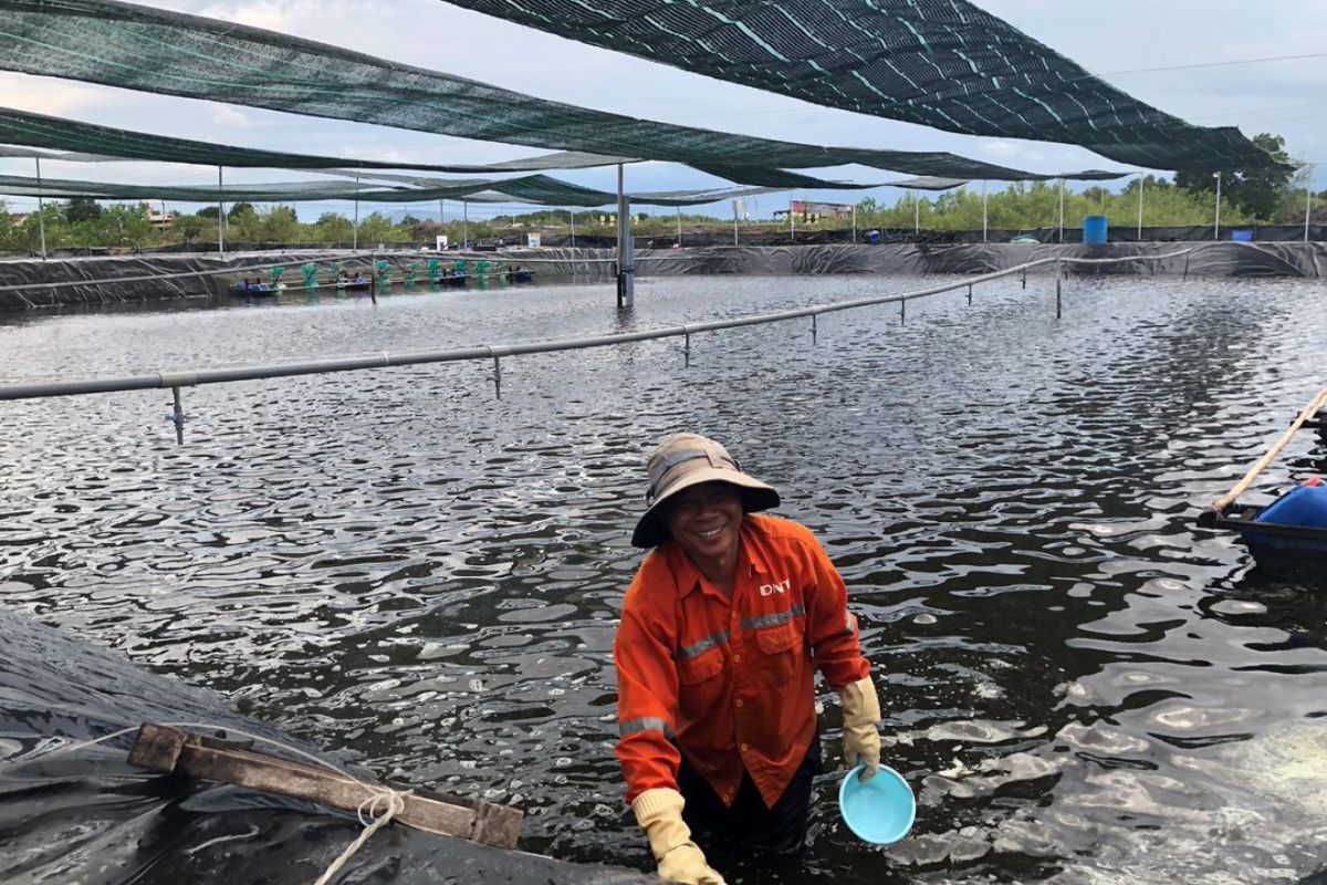 Muối trong nuôi tôm