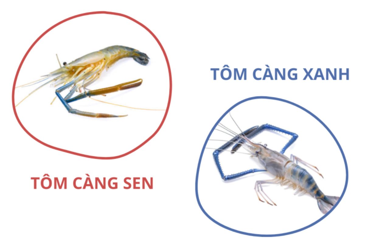 Tôm càng