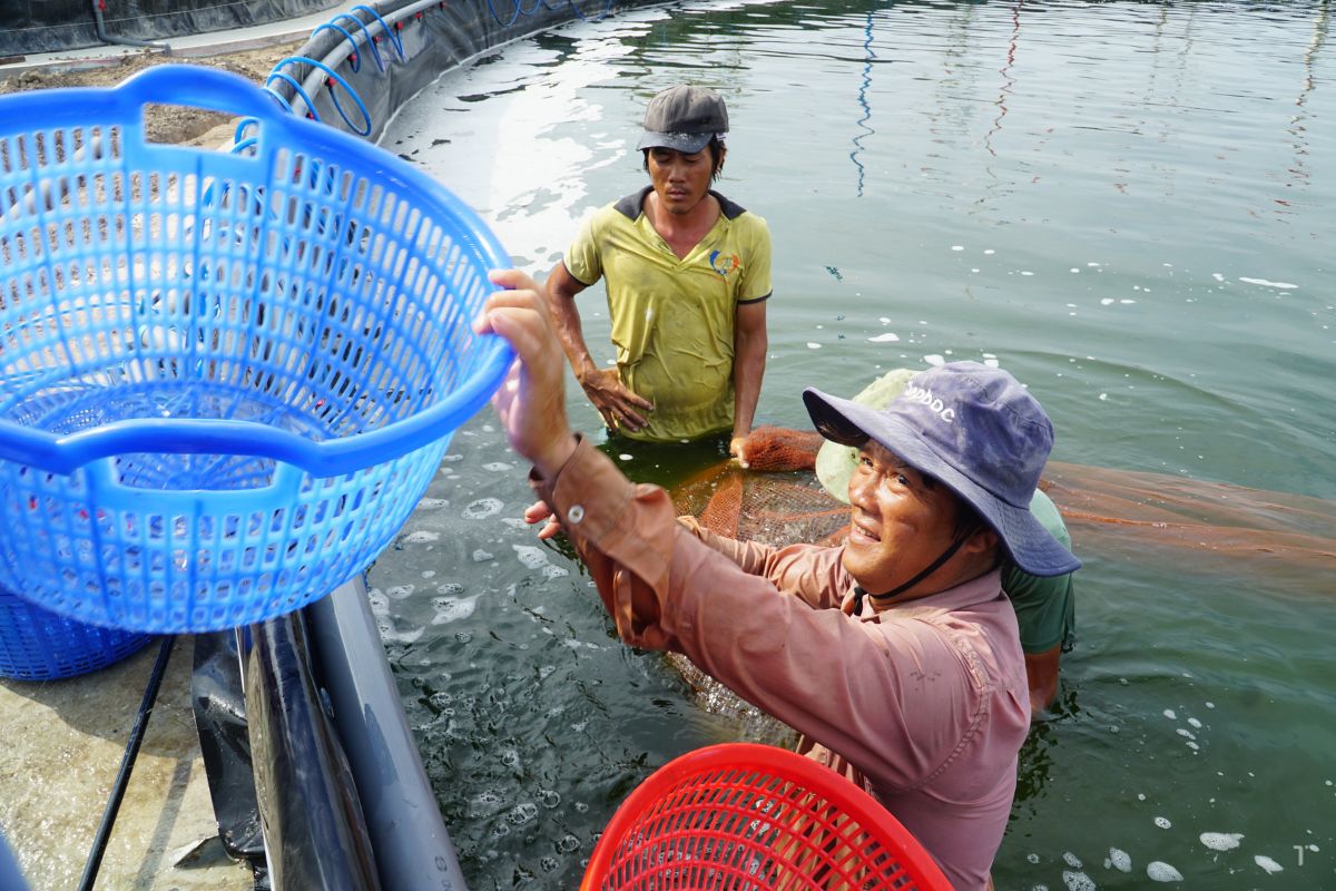 Thu hoạch tôm