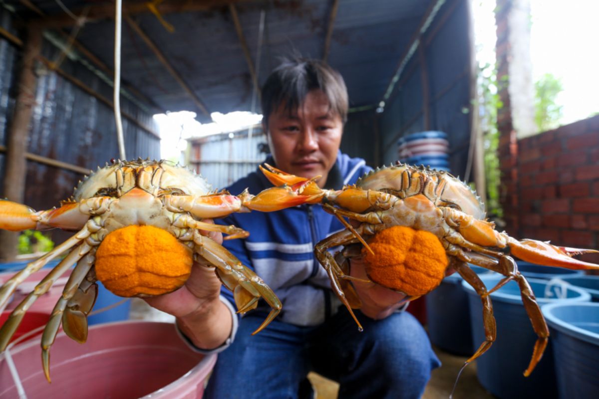 Cua gạch nuôi