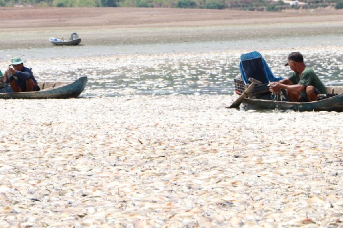 Cá chết hàng loạt