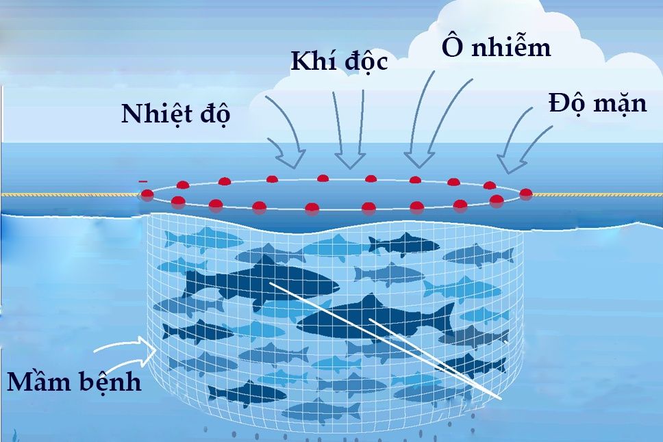 Các yếu tố chính ảnh hưởng ao nuôi