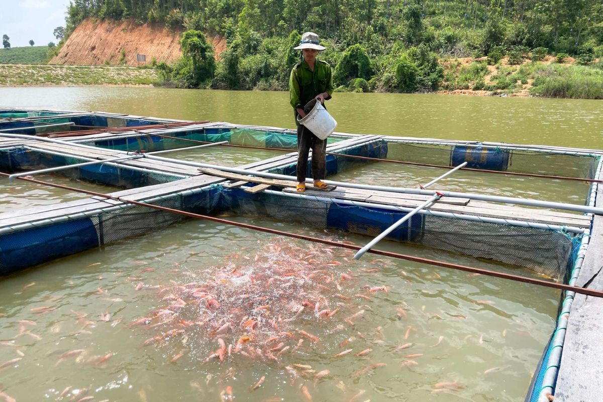 Nuôi cá lồng bè