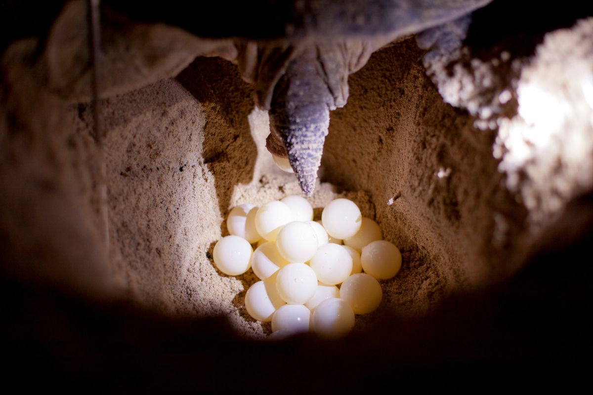 Rùa biển đẻ trứng