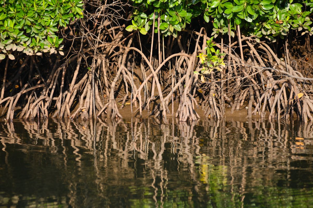 Rừng ngập mặn