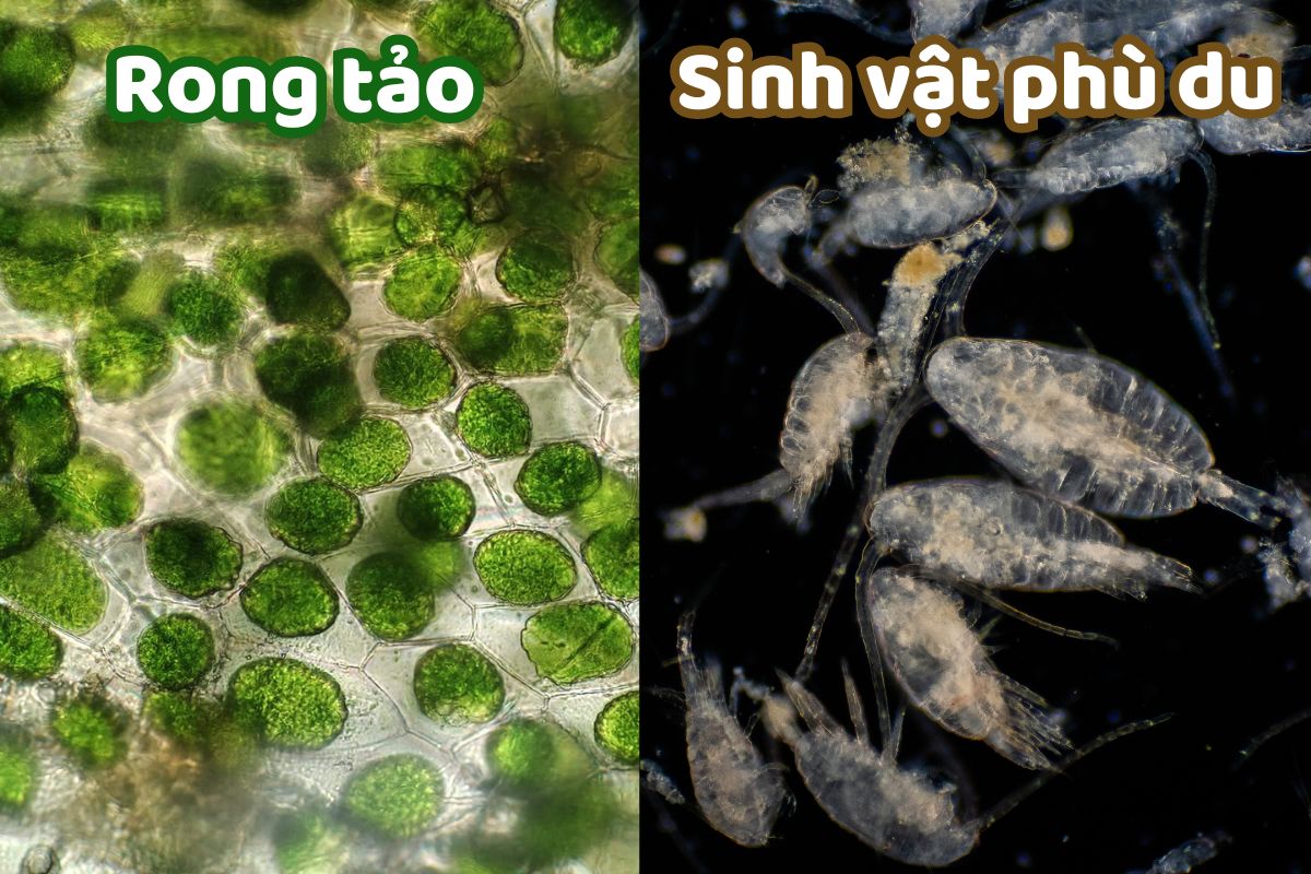 Sinh vật tự nhiên