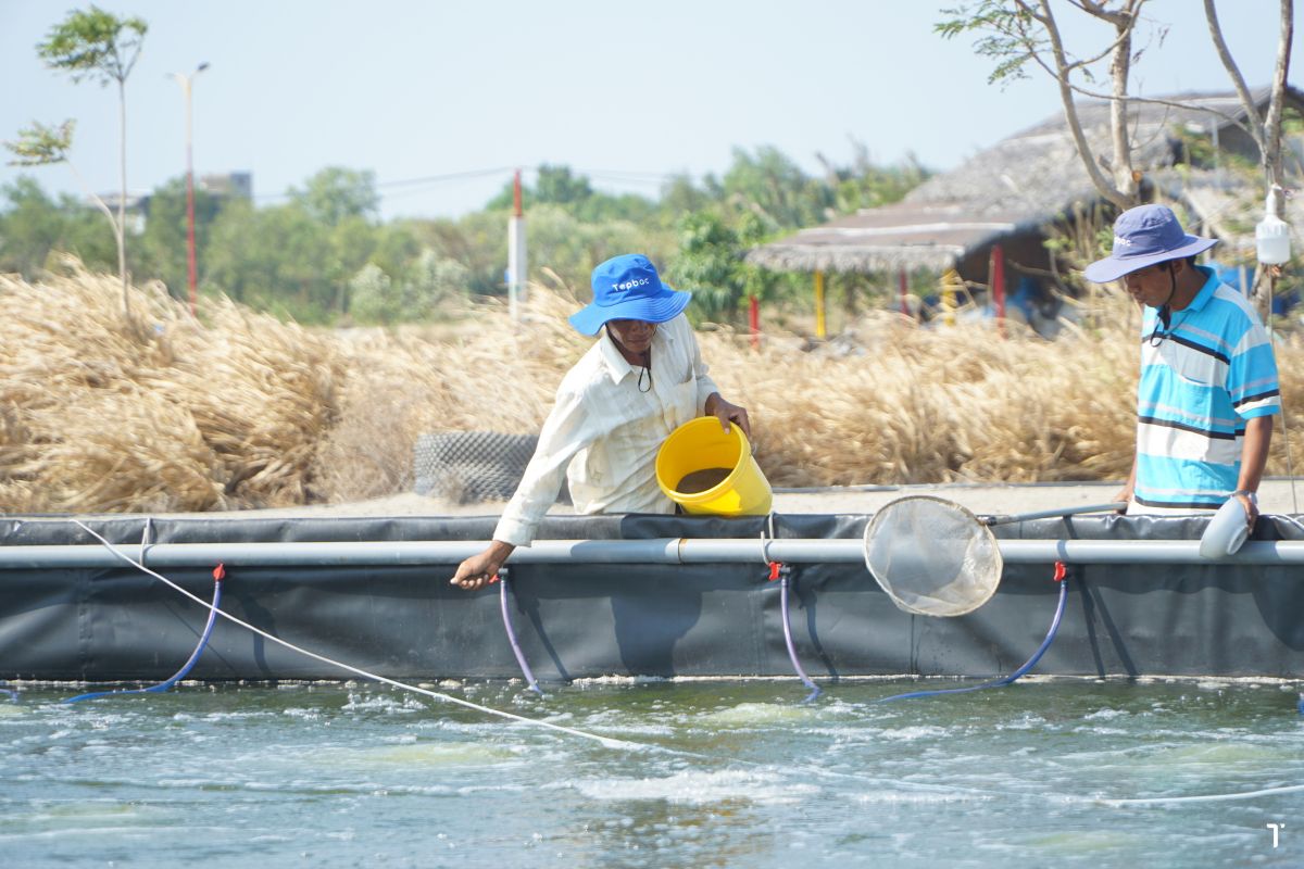 Cho tôm ăn