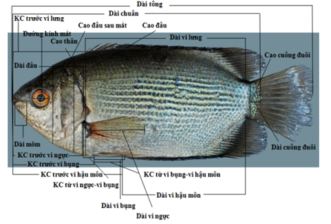 Cá hường