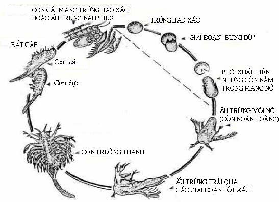 Vòng đời của Artemia