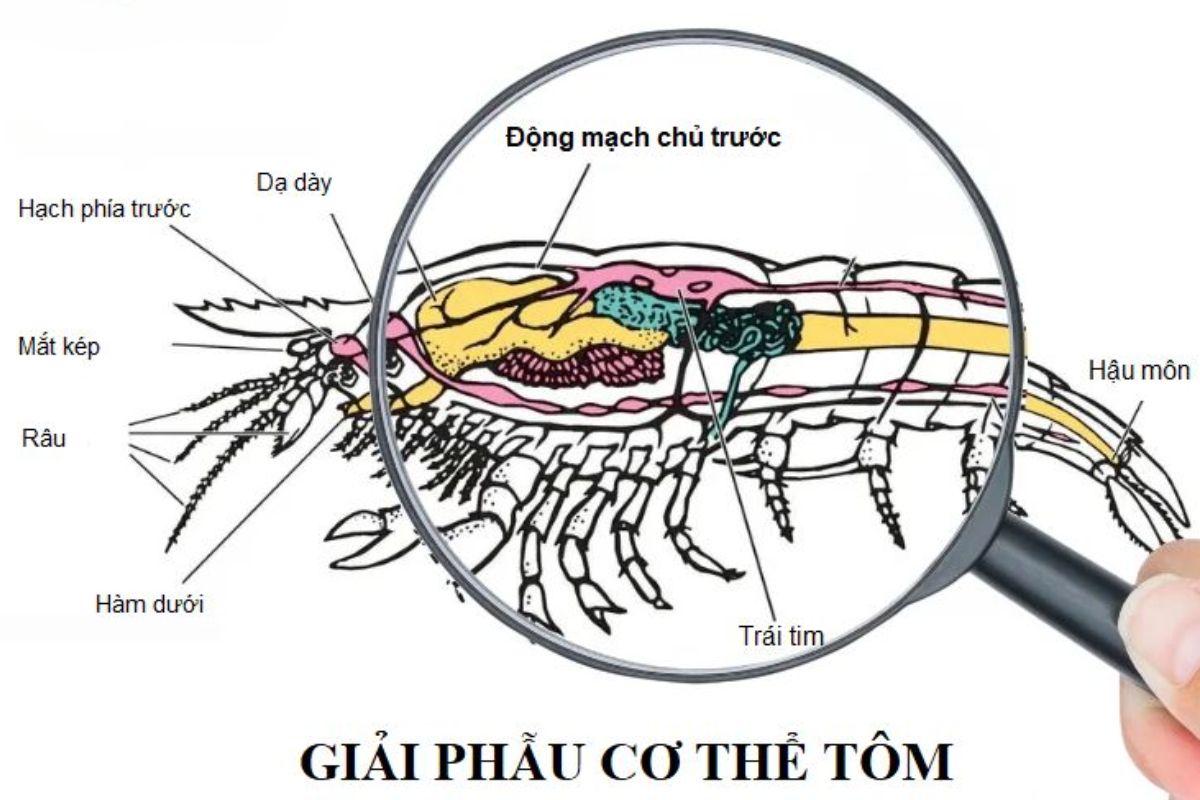 Cơ thể tôm