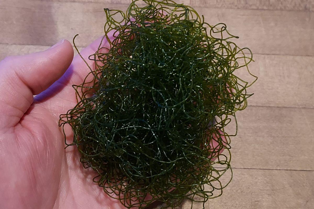 Tảo Chaetomorpha linum