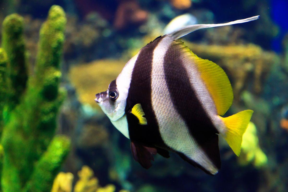 Cá Cánh Buồm (Angel Fish)