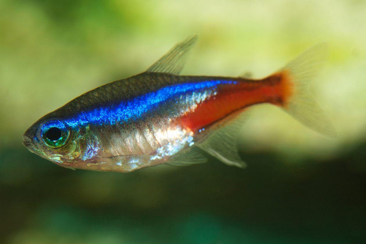 Cá Neon (Neon Tetra)