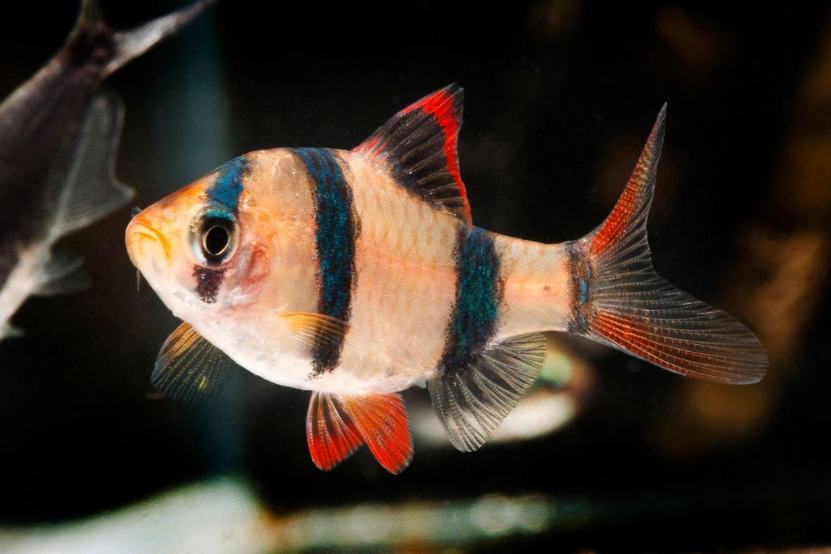 Cá Tứ Vân (Tiger Barb)