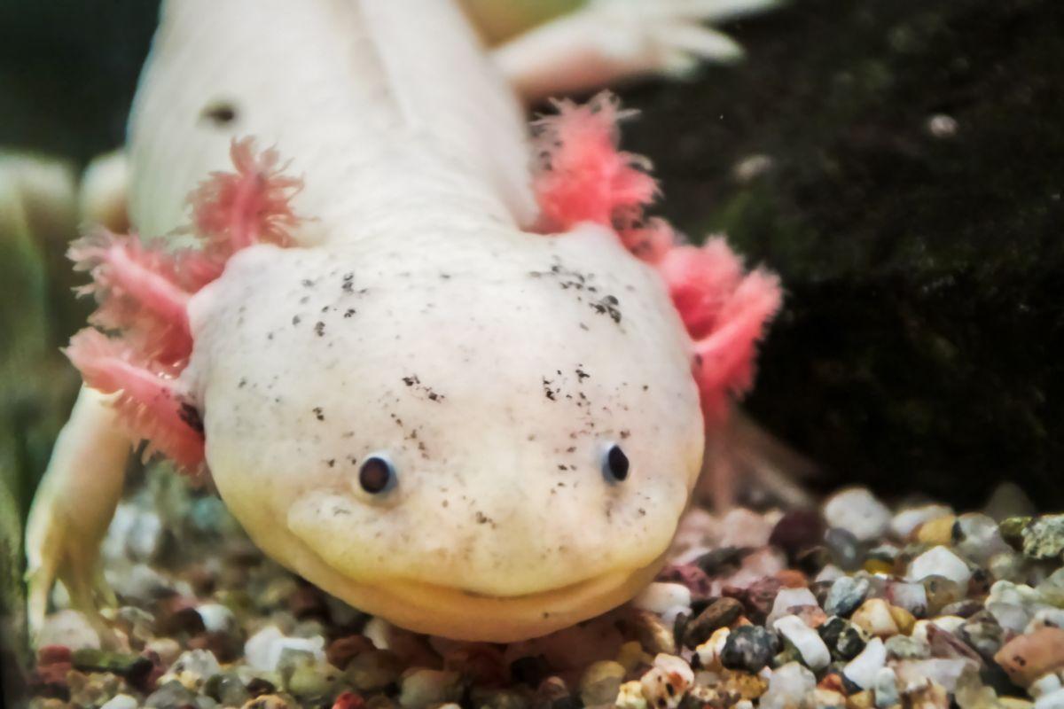 Kỳ nhông Mexico (Axolotl)