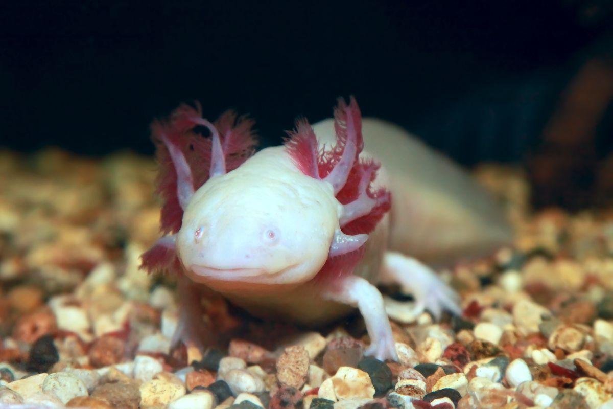 Kỳ nhông Mexico (Axolotl)