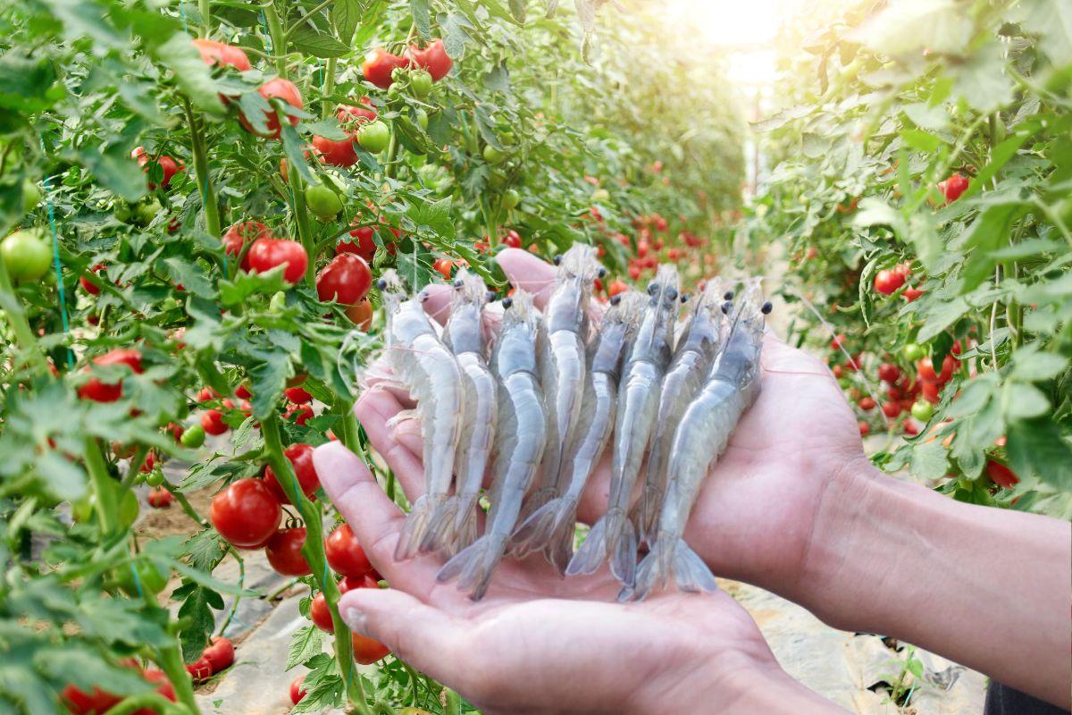 Mô hình Aquaponics