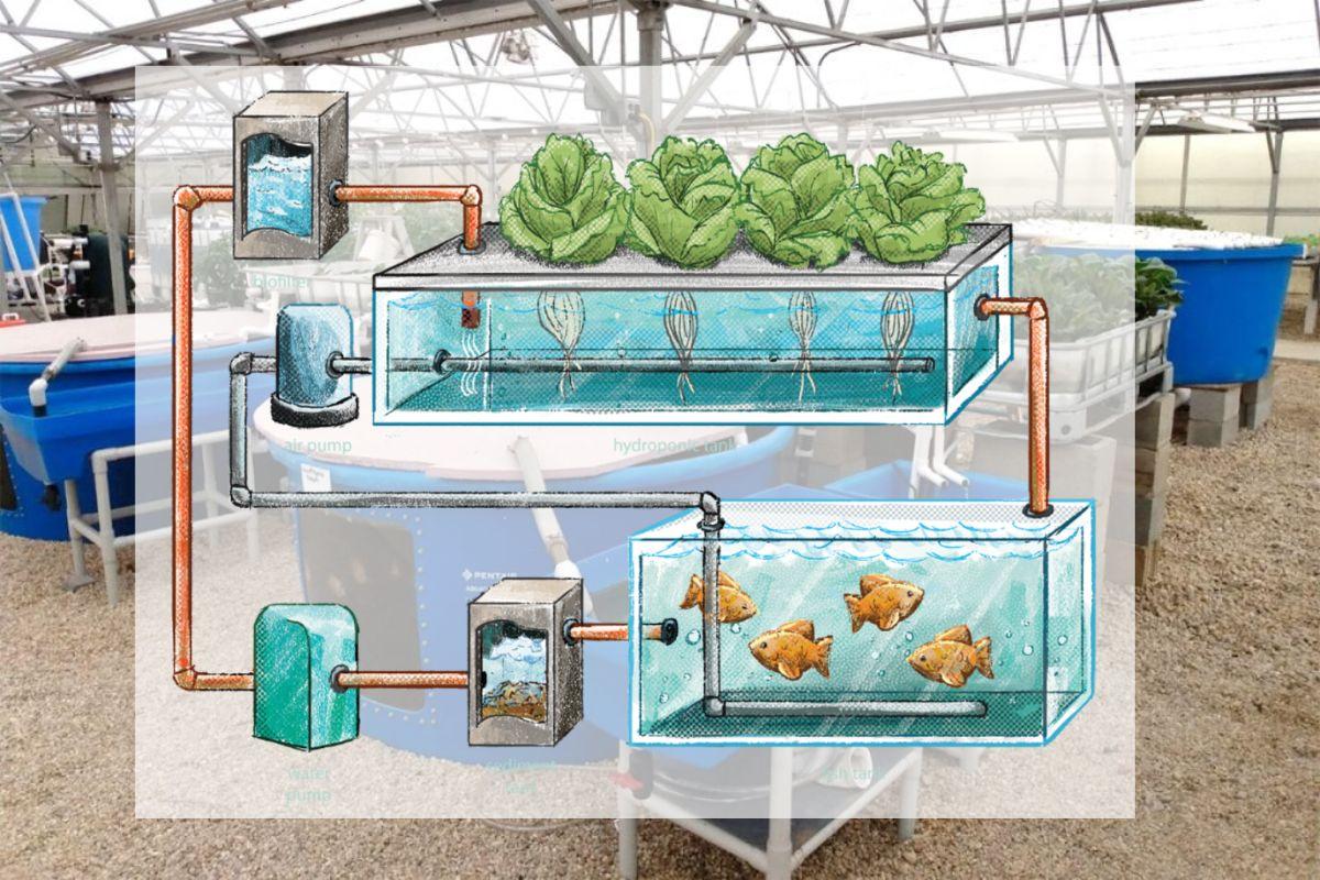 Mô hình Aquaponics