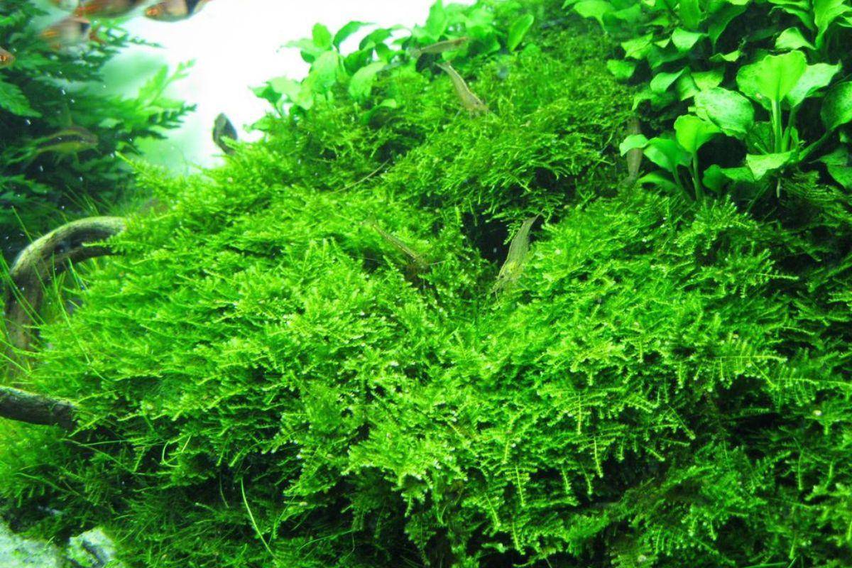 Rêu Java Moss