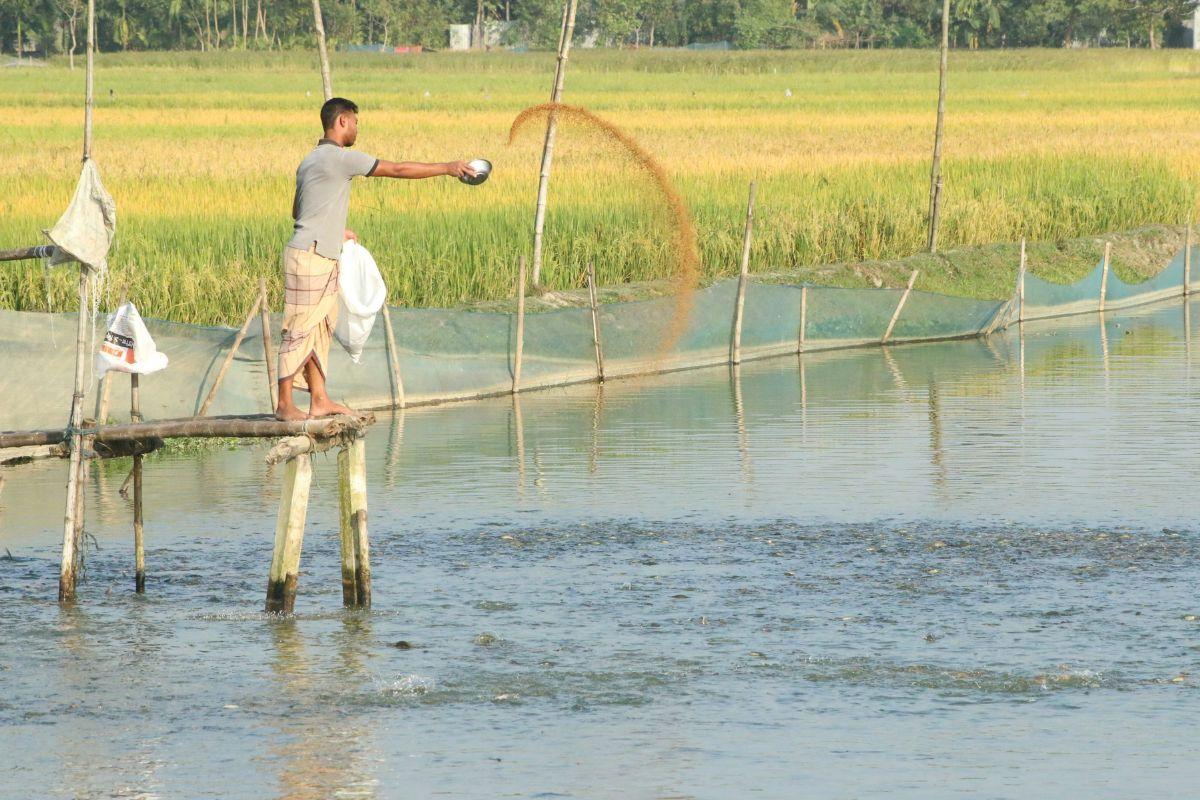 Nuôi cá lóc ruộng lúa