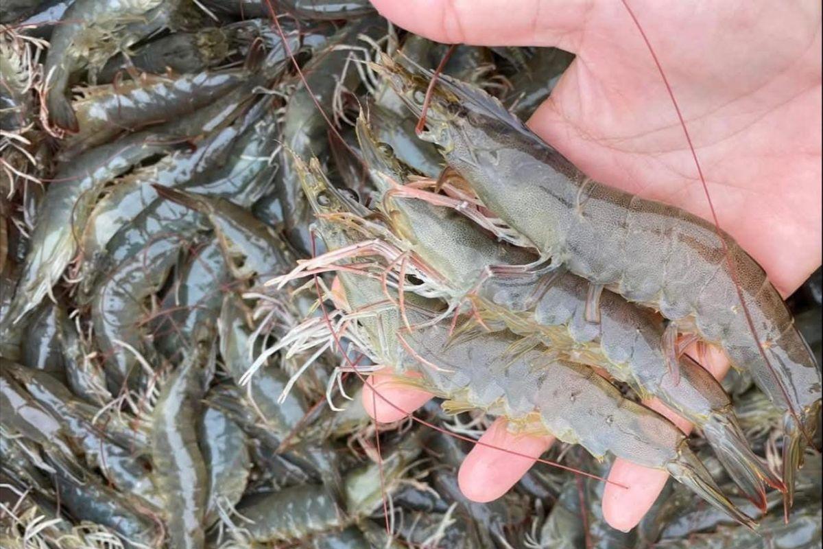 Tôm thẻ chân trắng 