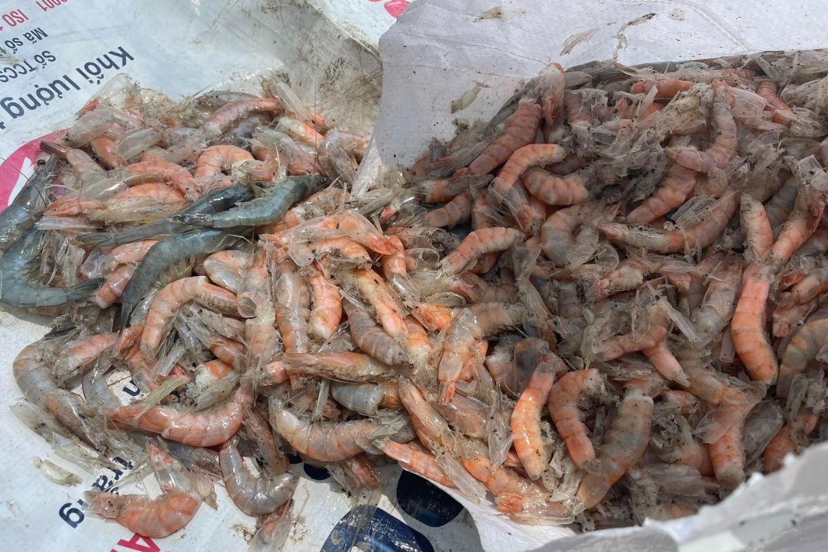 Tôm hoại tử cơ 