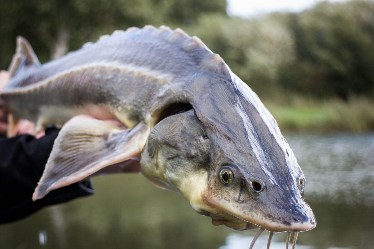 Nguồn nước lạnh là lợi thế cho việc nuôi cá tầm