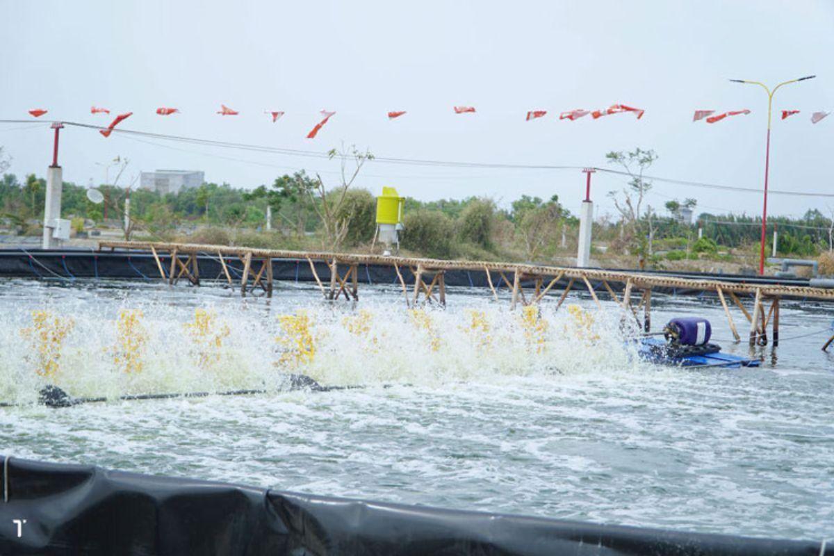 Hệ thống quạt nước tạo oxy trong ao nuôi tôm