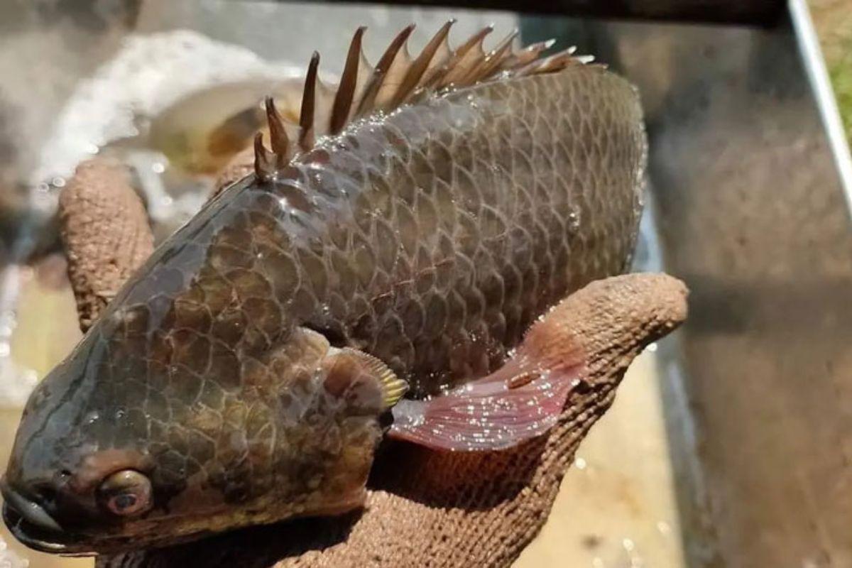 Cá rô đầu vuông có kích thước lớn hơn cá rô đồng thông thường