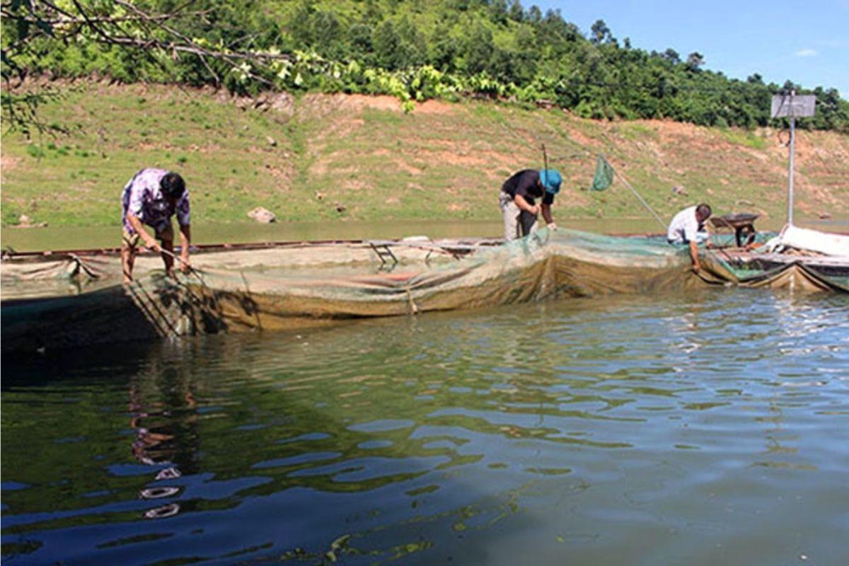 Nuôi cá trong lồng bè