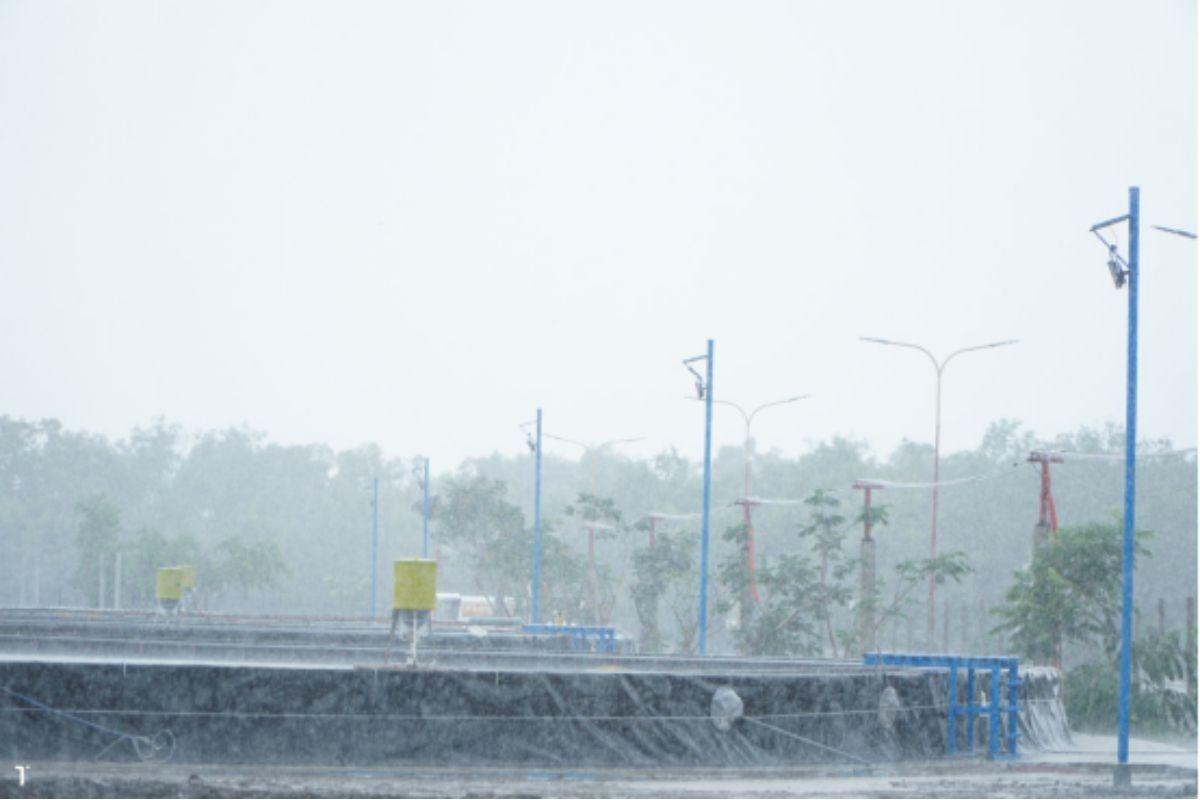 Mưa bão ảnh hưởng lớn ao nuôi