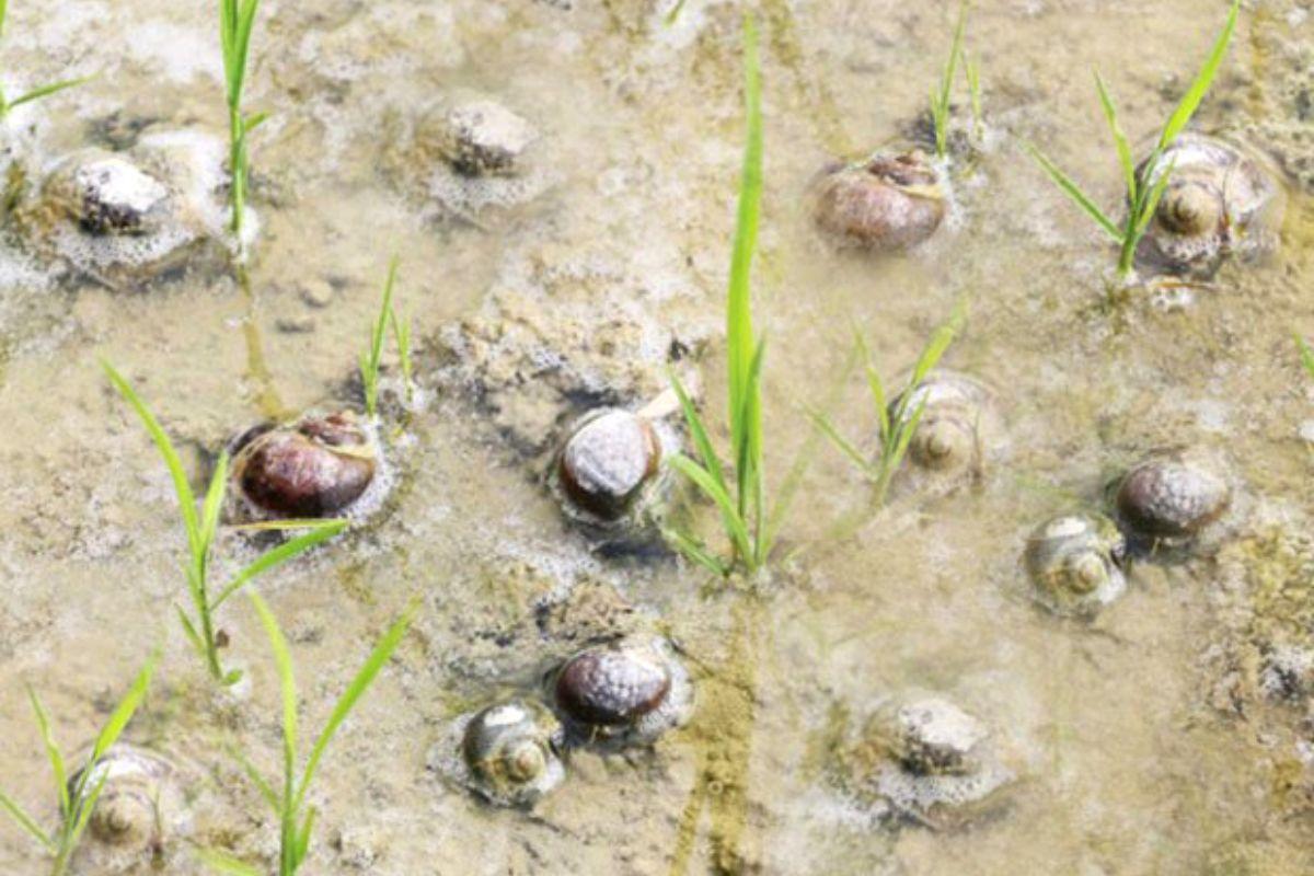Ốc bưu vàng ăn sạch ruộng lúa