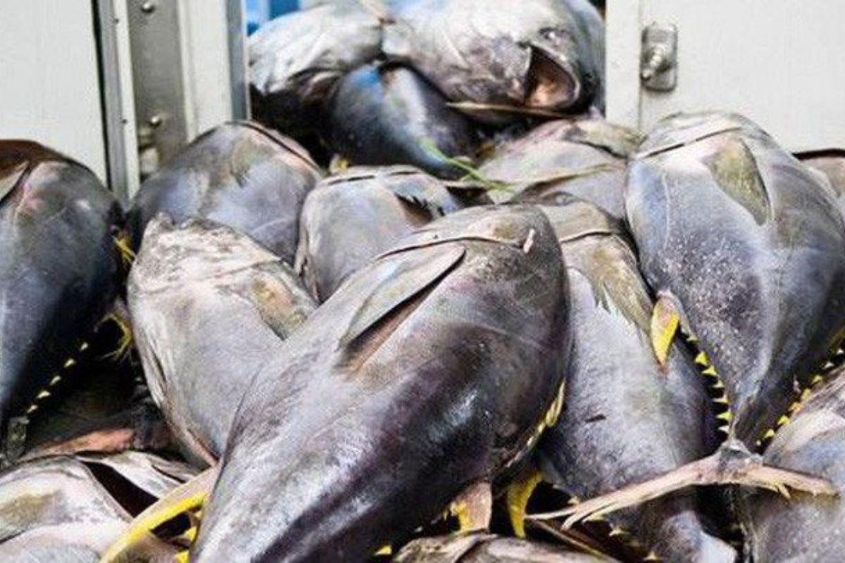 Cá ngừ đông lạnh